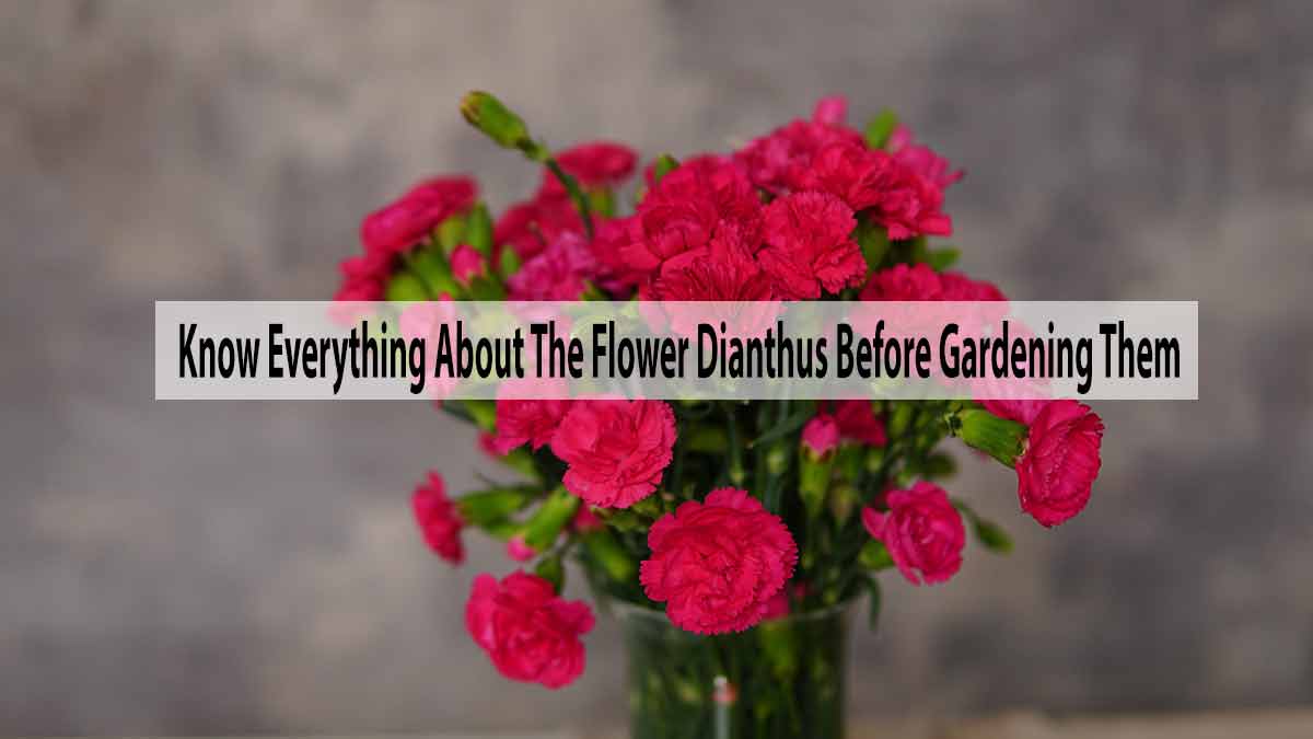 Know Everything About The Flower Dianthus